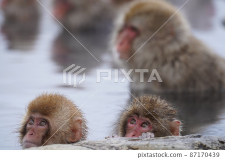 A monkey A monkey 87170439