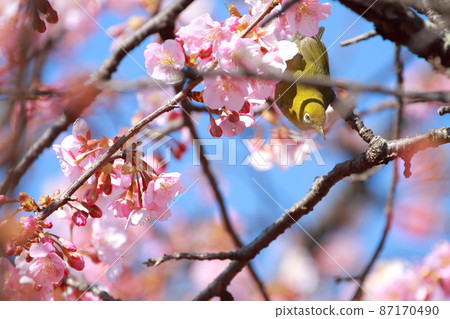 Tsubaki cold cherry blossoms and white-eye 87170490