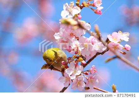Tsubaki cold cherry blossoms and white-eye 87170491