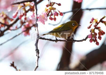Tsubaki cold cherry blossoms and white-eye 87170498