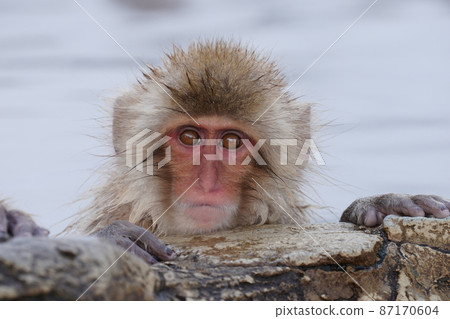 A monkey 87170604