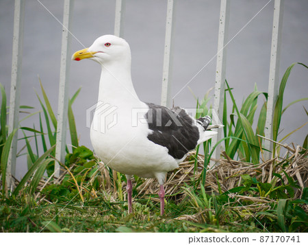 Black-tailed gull that settled in Shiretoko, Hokkaido 87170741
