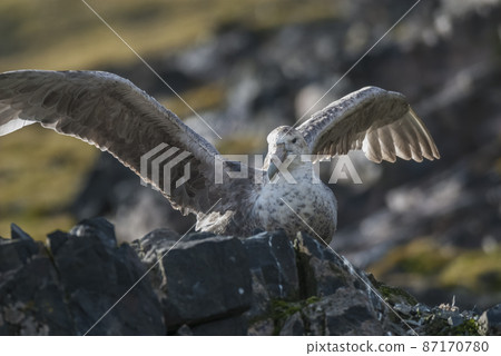 Antartic giant petrel,  87170780