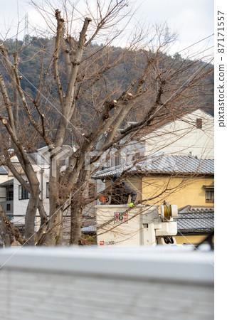 修剪在公園裡生長的樹枝 87171557