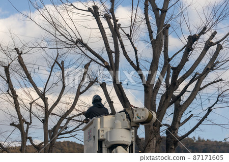 Pruning tree branches in the park 87171605