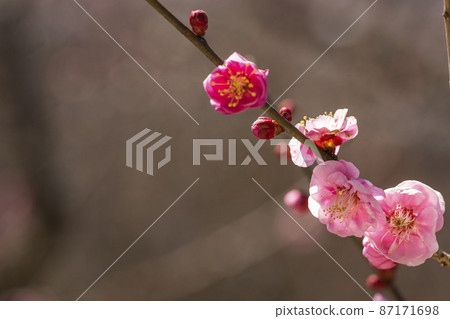 A flower of red plum blossoming spring 87171698