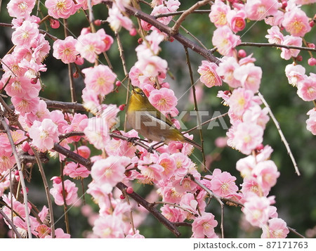 春天的花朵和白眼 春天的花朵和白眼 87171763