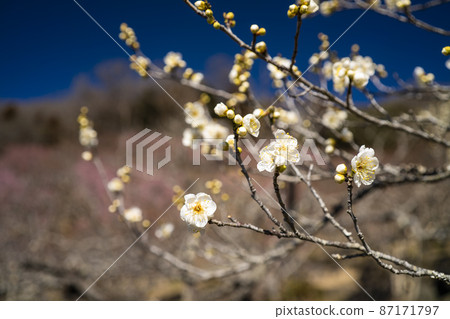 White plum blossoms that herald spring White plum blossoms that herald spring 87171797