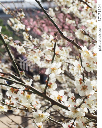 春白梅花 87171804