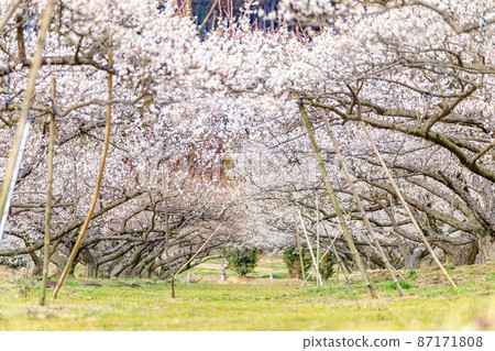 Plum Blossom Imari Umezono Fujinoo Imari City, Saga Prefecture 87171808