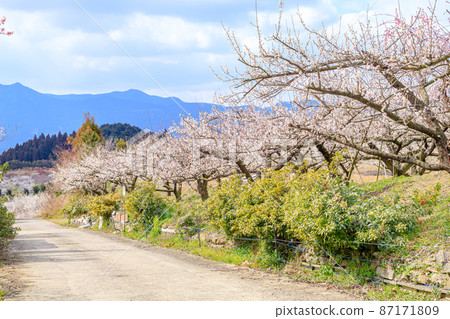 Plum Blossom Imari Umezono Fujinoo Imari City, Saga Prefecture 87171809
