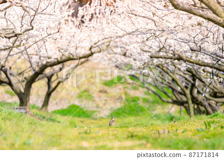梅花和伯勞伊万裡梅園藤野 佐賀縣伊万里市 87171814