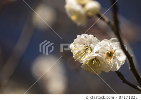 White plum blossoms that herald spring White plum blossoms that herald spring 87171825