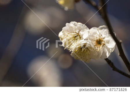 預示春天的白梅花 預示春天的白梅花 87171826