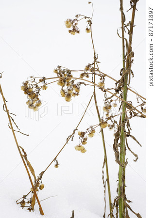 冬季彩色圖像:枯白的雪荒地 Erigeron sumatren ... 1 冬季彩色圖像:枯白的雪荒地 Erigeron sumatren ... 1 87171897