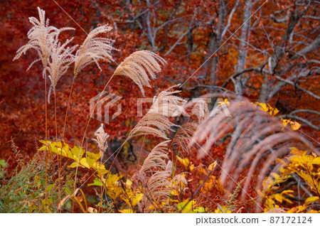 Autumn scenery Nakanomata Valley Kitaakita City, Akita Prefecture Autumn scenery Nakanomata Valley Kitaakita City, Akita Prefecture 87172124