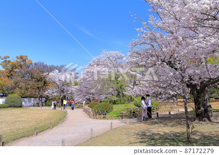 [Kagawa Prefecture] Ritsurin Garden in the spring when cherry blossoms bloom (Special Place of Scenic) 87172279