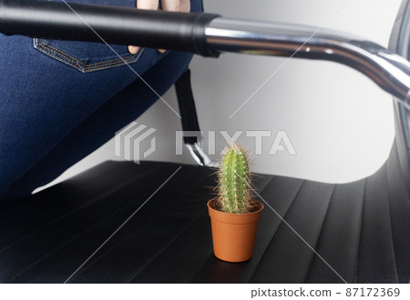 Concept. A woman holds a cactus as a symbol of rectal pain. Varicose veins of the lower intestine. Pain in the rectum, hemorrhoids and pain in the excretory system of the body. Proctology 87172369