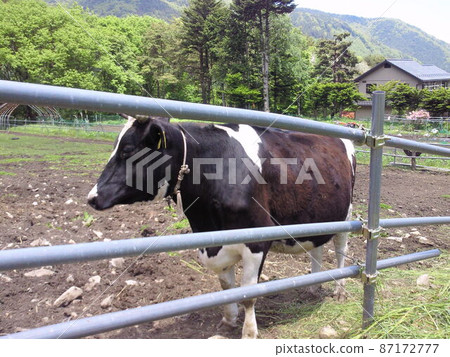 Cattle ranch Livestock / Photo Cattle ranch Livestock / Photo 87172777