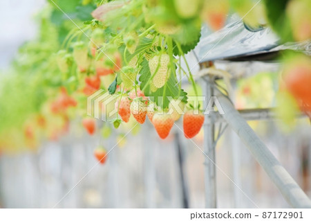 Strawberry field Strawberry field 87172901