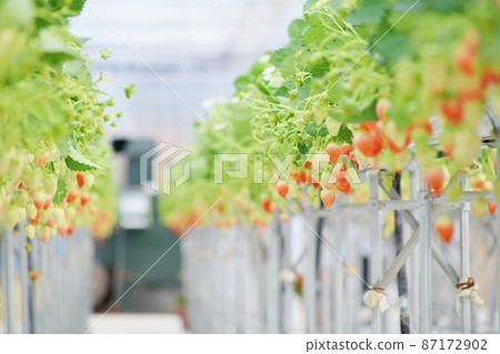 Strawberry field Strawberry field 87172902