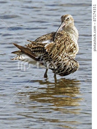 Curlew_20040821_5360 87174351