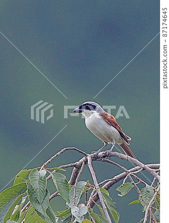 Tiger shrike_20060716_6856 Tiger shrike_20060716_6856 87174645