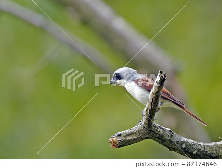 Tiger shrike_20070630_0401 Tiger shrike_20070630_0401 87174646