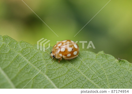 摩爾白獺 87174954