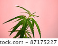 Photo of Marihuana Plant 87175227