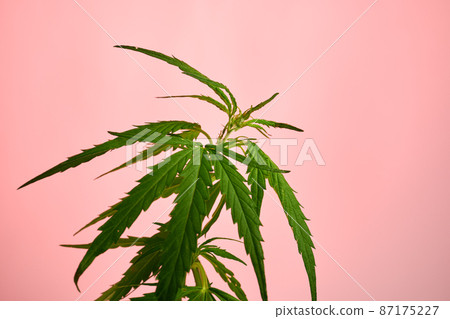 Photo of Marihuana Plant 87175227