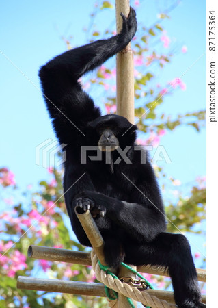 Honolulu Zoo Siamang Honolulu Zoo Siamang 87175364