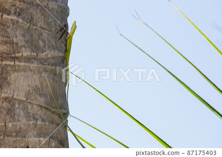 Green lizard sitting on a palm tree trunk, close up Green lizard sitting on a palm tree trunk, close up 87175403