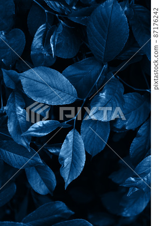 abstract neon blue toned palm leaves background abstract neon blue toned palm leaves background 87176242