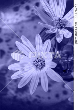 flowers top view colored in light purple color flowers top view colored in light purple color 87176243