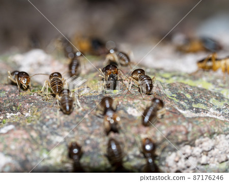 termite walk in the way on rock termite walk in the way on rock 87176246