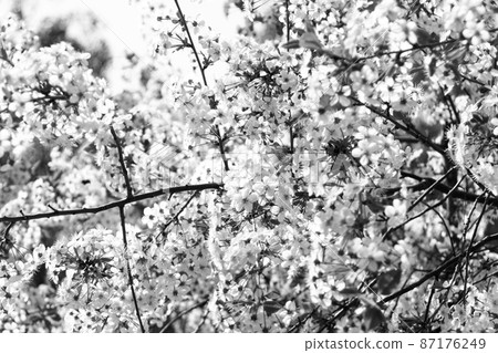 Spring flowers blossom in black and white mode Spring flowers blossom in black and white mode 87176249