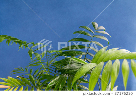 home potted palm tree branches against blue background, space for text home potted palm tree branches against blue background, space for text 87176250