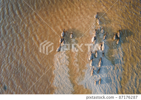 Aerial view of domestic water buffaloes in wetland Aerial view of domestic water buffaloes in wetland 87176287