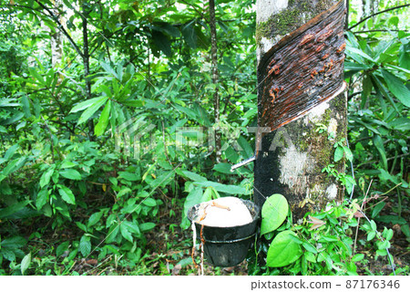 Amazon rubber tree Brazil 87176346