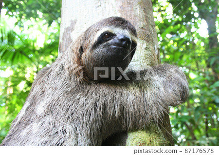 Sloth Brazil in the Amazon Sloth Brazil in the Amazon 87176578