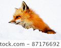 Winter fox snow 87176692