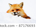 Winter fox snow 87176693