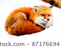 Winter fox snow 87176694