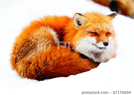 Winter fox snow Winter fox snow 87176694