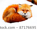 Winter fox snow 87176695