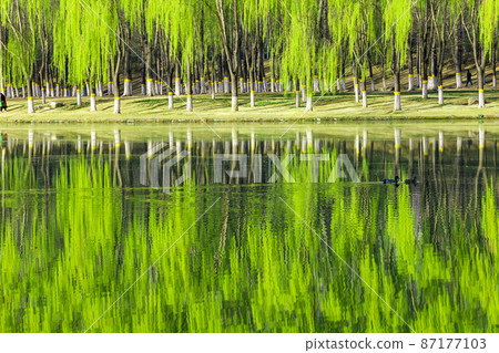 China Beijing Summer Palace misty lake and tree view 87177103