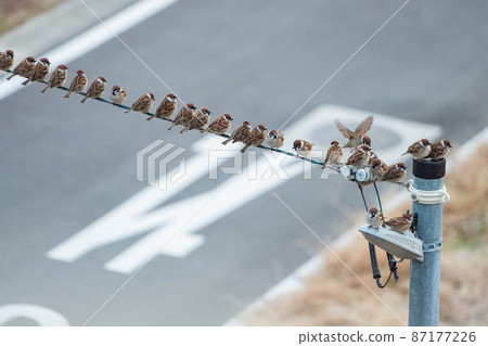 Sparrow that fits in electric wire Sparrow that fits in electric wire 87177226