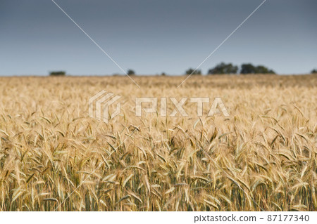 Wheat ears on a wind in somewhere in Provence at sunset, France, yellow warm light, ripe cones, horizon, golden colored 87177340