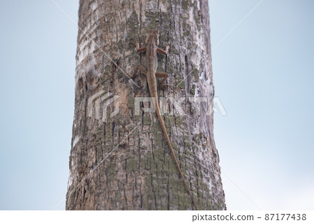 Close up view f a small lizard with a long tail sits on the trunk of a tree, blue sky on the background 87177438